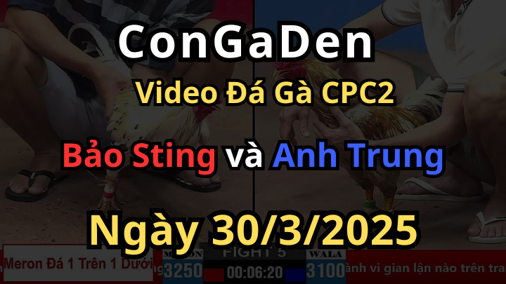 Bảo Sting đá đối thủ te tua mà gà bóp chủ cpc2 30/3/2025