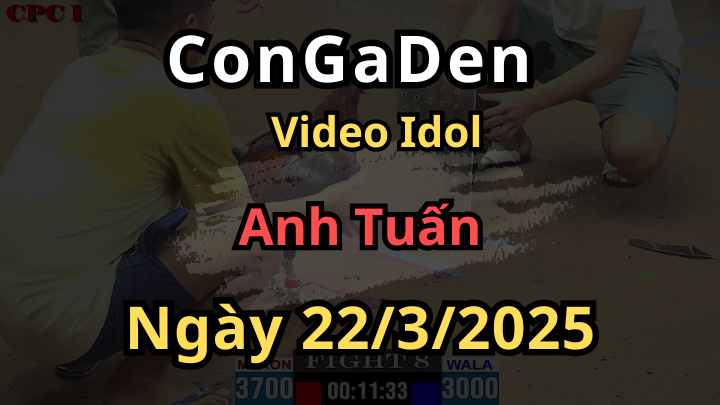 Hành trình vô địch của anh Tuấn ở giải đá gà trực tiếp cpc1 ngày 22/3/2025