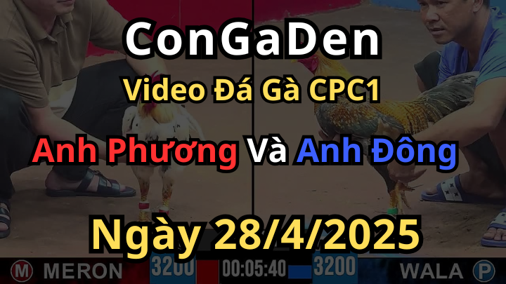 Mở bát gà tre tưởng không hay mà hay quá trời CPC1 28/4/2025