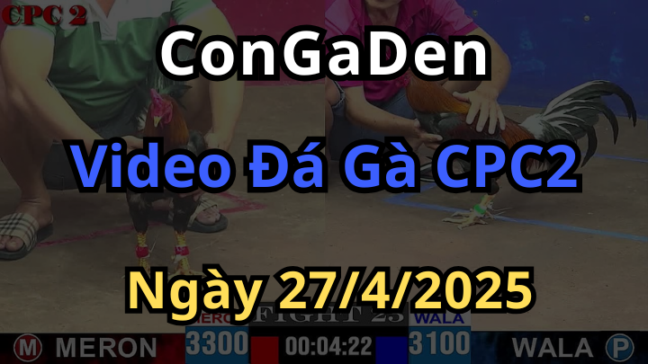 Phát lại Đá Gà CPC2 thomo ngày 27/4/2025 có Bình Luận
