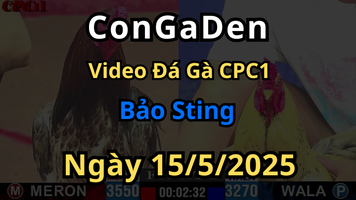 Các video Đá Gà Của Bảo Sting tại cpc1 thomo hôm nay 15/5/2025