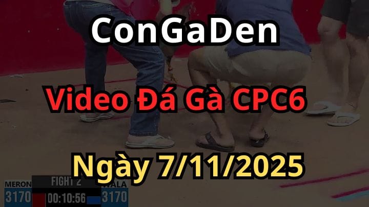 Xem Video Đá Gà CPC6 ngày 7/11/2025 Mới Nhất